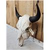 Image 2 : American Bison Buffalo Skull Taxidermy