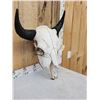 Image 3 : American Bison Buffalo Skull Taxidermy