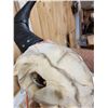Image 4 : American Bison Buffalo Skull Taxidermy