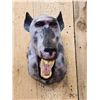 Image 2 : Reproduction Baboon Shoulder Mount Taxidermy