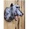 Image 3 : Reproduction Baboon Shoulder Mount Taxidermy