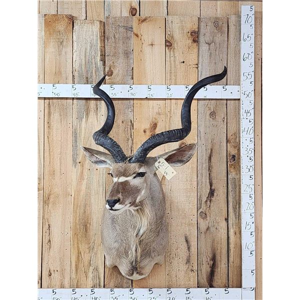 African Kudu Shoulder Mount Taxidermy