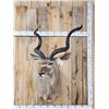 Image 1 : African Kudu Shoulder Mount Taxidermy