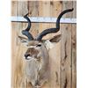 Image 2 : African Kudu Shoulder Mount Taxidermy