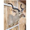 Image 3 : African Kudu Shoulder Mount Taxidermy