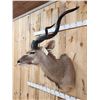 Image 4 : African Kudu Shoulder Mount Taxidermy