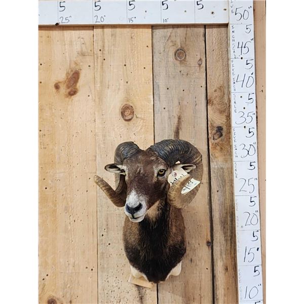 Corsican Ram Sheep Shoulder Mount Taxidermy