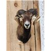 Image 2 : Corsican Ram Sheep Shoulder Mount Taxidermy