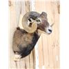 Image 3 : Corsican Ram Sheep Shoulder Mount Taxidermy