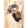 Image 4 : Corsican Ram Sheep Shoulder Mount Taxidermy
