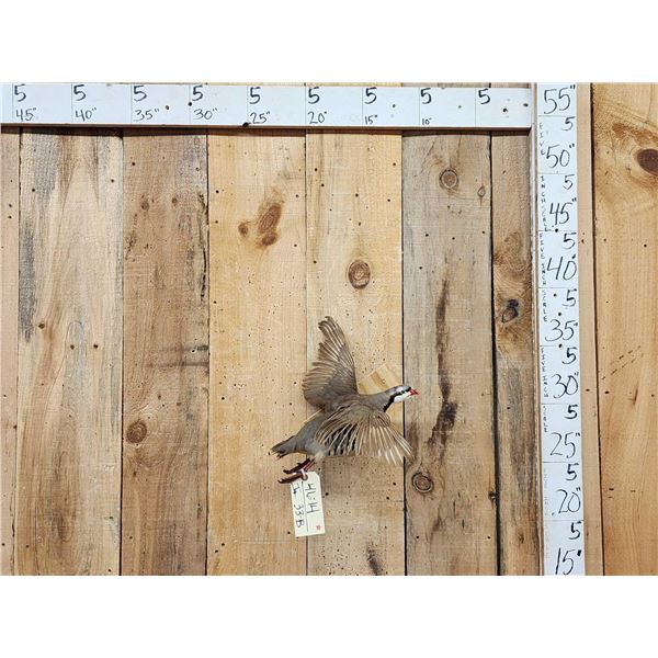 Chukar In Flight Bird Taxidermy
