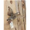 Image 2 : Chukar In Flight Bird Taxidermy
