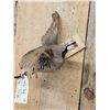 Image 3 : Chukar In Flight Bird Taxidermy