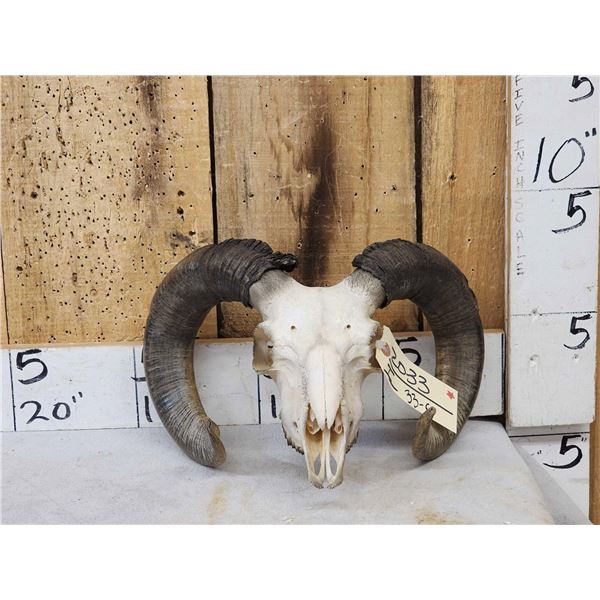 Ram Sheep Skull Taxidermy