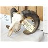 Image 2 : Ram Sheep Skull Taxidermy