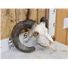 Image 3 : Ram Sheep Skull Taxidermy