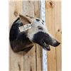 Image 4 : Ram Sheep Skull Taxidermy