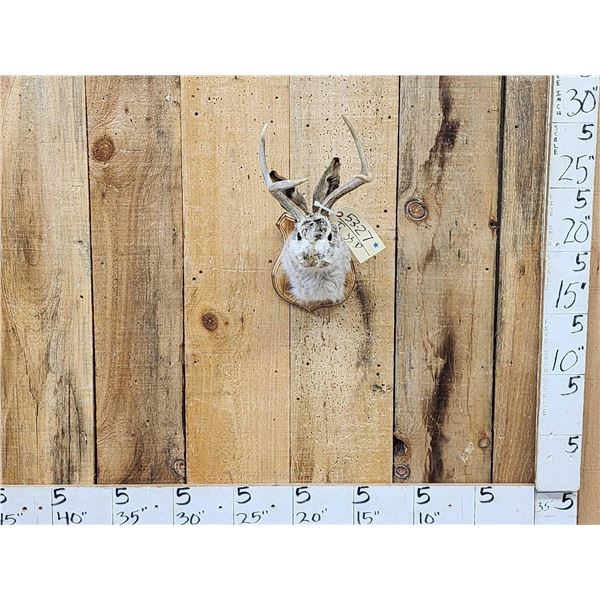 Jackalope Shoulder Mount Taxidermy