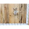 Image 1 : Jackalope Shoulder Mount Taxidermy
