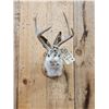 Image 2 : Jackalope Shoulder Mount Taxidermy