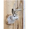 Image 3 : Jackalope Shoulder Mount Taxidermy