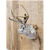Image 4 : Jackalope Shoulder Mount Taxidermy