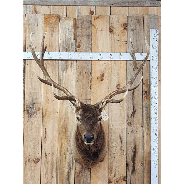 6x6 Elk Shoulder Mount Taxidermy