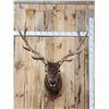 Image 1 : 6x6 Elk Shoulder Mount Taxidermy