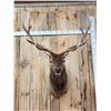 Image 2 : 6x6 Elk Shoulder Mount Taxidermy