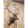 Image 3 : 6x6 Elk Shoulder Mount Taxidermy