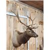 Image 4 : 6x6 Elk Shoulder Mount Taxidermy
