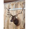 Image 5 : 6x6 Elk Shoulder Mount Taxidermy