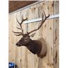 Image 6 : 6x6 Elk Shoulder Mount Taxidermy