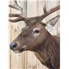 Image 7 : 6x6 Elk Shoulder Mount Taxidermy