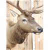 Image 8 : 6x6 Elk Shoulder Mount Taxidermy