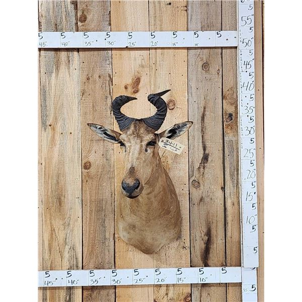 Liechtenstein Hartebeest Shoulder Mount Taxidermy