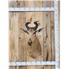 Image 1 : Liechtenstein Hartebeest Shoulder Mount Taxidermy