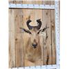 Image 2 : Liechtenstein Hartebeest Shoulder Mount Taxidermy