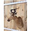 Image 3 : Liechtenstein Hartebeest Shoulder Mount Taxidermy