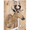 Image 4 : Liechtenstein Hartebeest Shoulder Mount Taxidermy