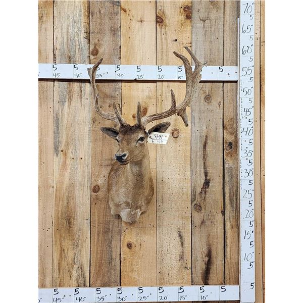 Brown Fallow Deer In Velvet Shoulder Mount Taxidermy
