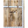 Image 1 : Brown Fallow Deer In Velvet Shoulder Mount Taxidermy