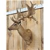 Image 2 : Brown Fallow Deer In Velvet Shoulder Mount Taxidermy