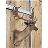 Image 3 : Brown Fallow Deer In Velvet Shoulder Mount Taxidermy