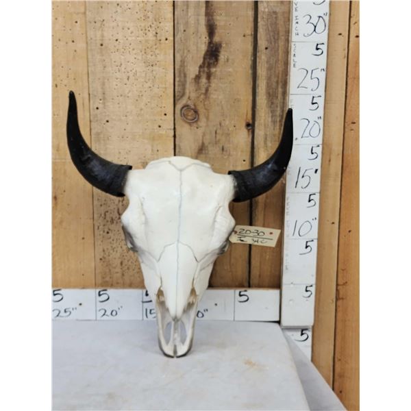 American Bison Buffalo Skull Taxidermy