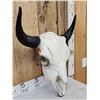 Image 2 : American Bison Buffalo Skull Taxidermy