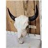 Image 3 : American Bison Buffalo Skull Taxidermy