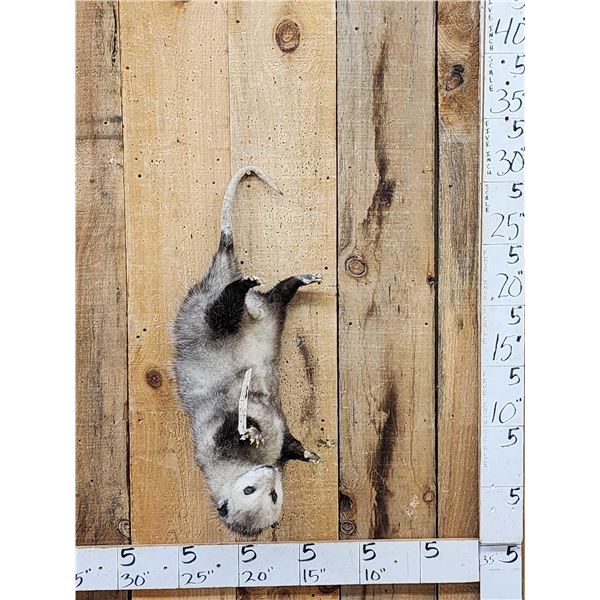Opossum Hanging By It's Tail