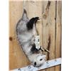Image 2 : Opossum Hanging By It's Tail