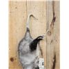 Image 3 : Opossum Hanging By It's Tail